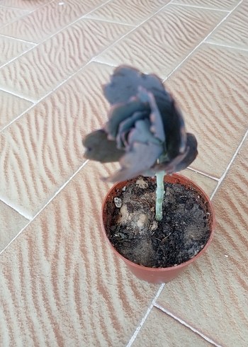 kalanchoe fedtschenkoi
