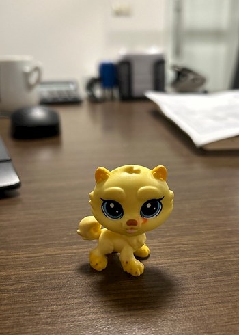 Miniş büyük boy sarı kedi