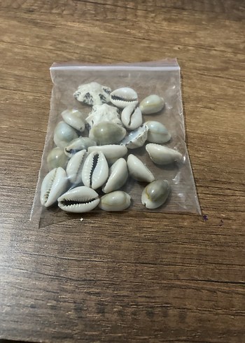 Bej ve gri deniz kabuğu - Görsel 4