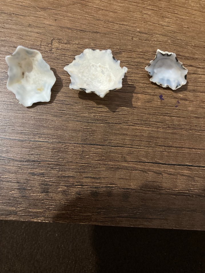 Bej ve gri deniz kabuğu - Görsel 3