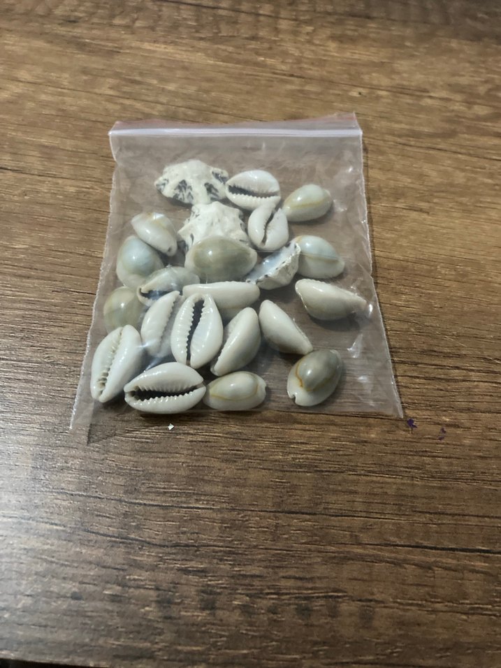 Bej ve gri deniz kabuğu - Görsel 4