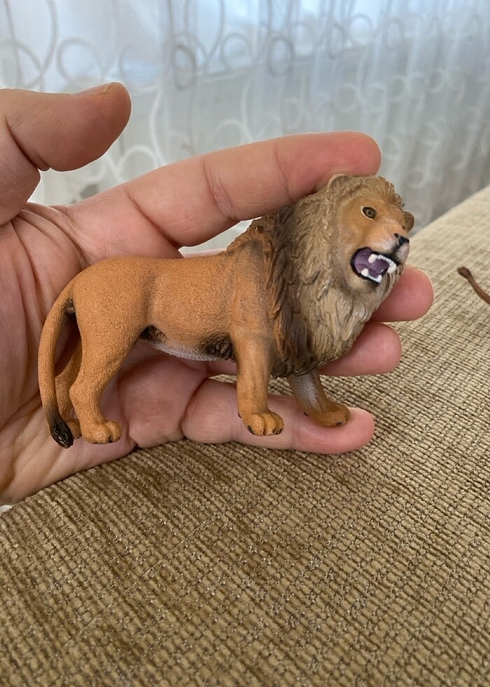 Aslan ailesi - Görsel 4