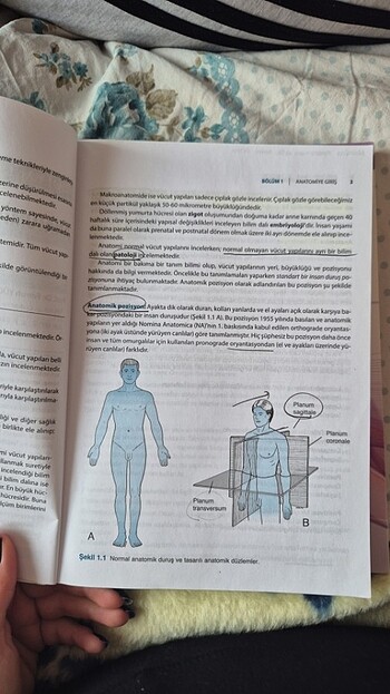 Anatomi - Görsel 2