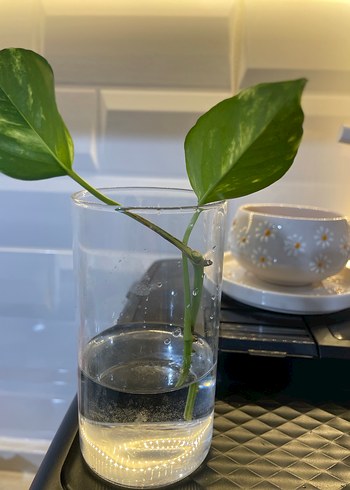 Sarmaşık parçalanıyor - Görsel 2