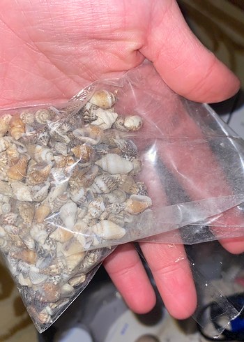 Bej Renkli Mini Deniz Kabukları - Görsel 2