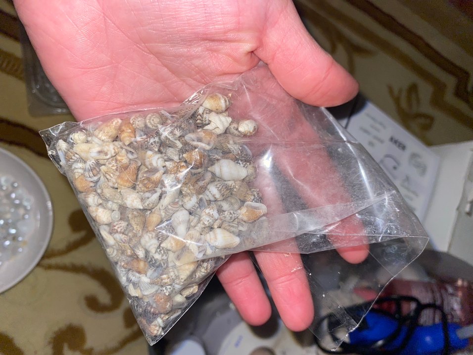 Bej Renkli Mini Deniz Kabukları - Görsel 2