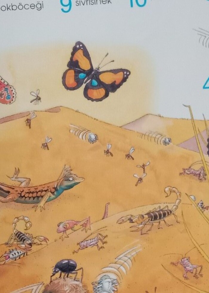 Hayvan bulma kitabı  - Görsel 2