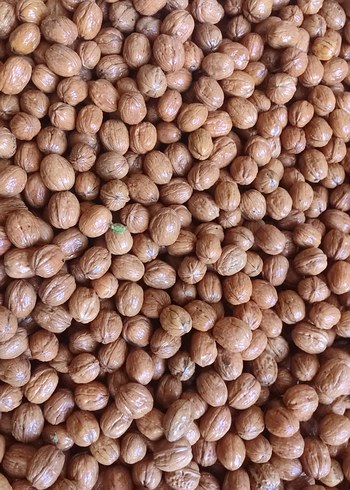 Gardrops ilanı