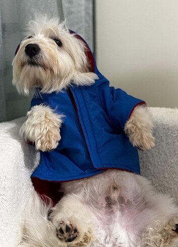 Kedi ve Köpek kıyafetleri - Görsel 5