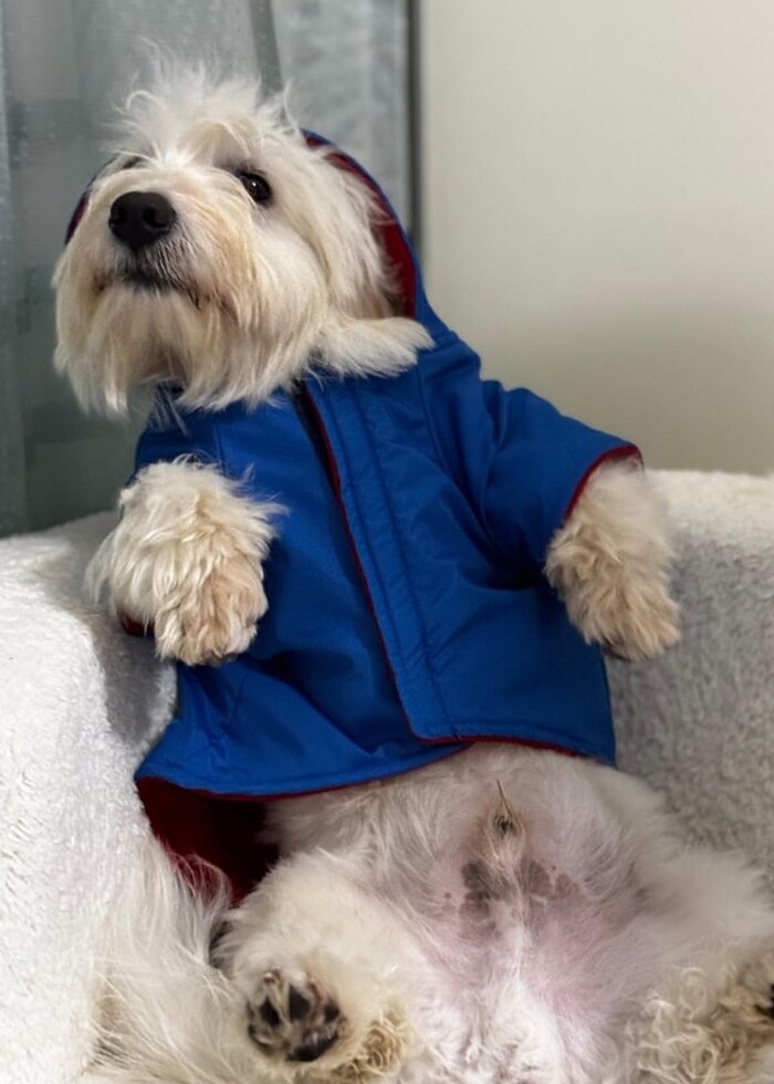 Kedi ve Köpek kıyafetleri  - Görsel 5