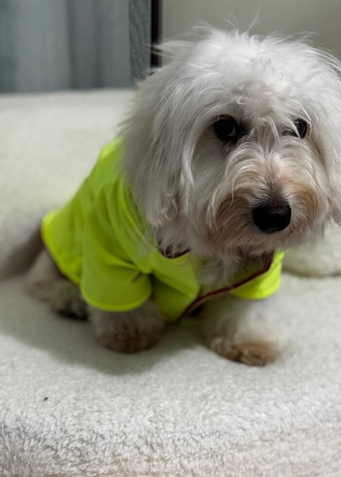 Kedi ve Köpek kıyafetleri  - Görsel 2