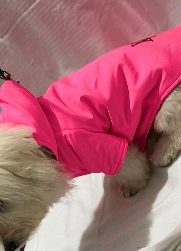 Kedi ve Köpek kıyafetleri  - Görsel 4