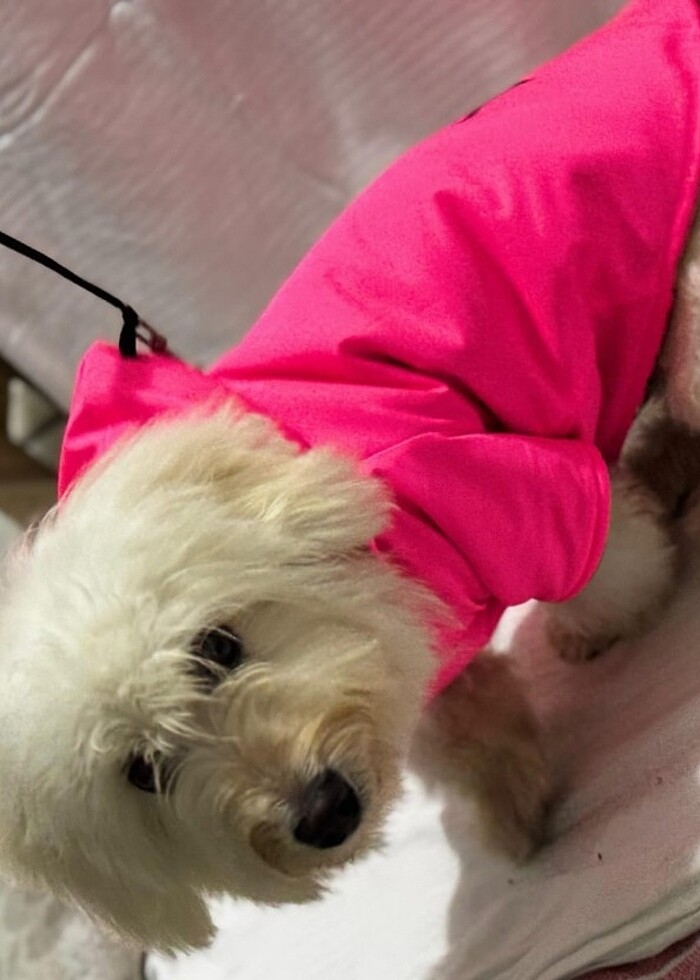 Kedi ve Köpek kıyafetleri  - Görsel 2