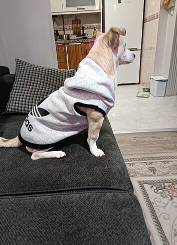 Kedi ve Köpek kıyafetleri kapşonlu sweat
