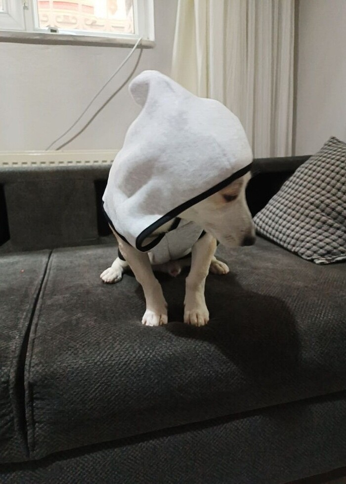 Kedi ve Köpek kıyafetleri kapşonlu sweat - Görsel 2