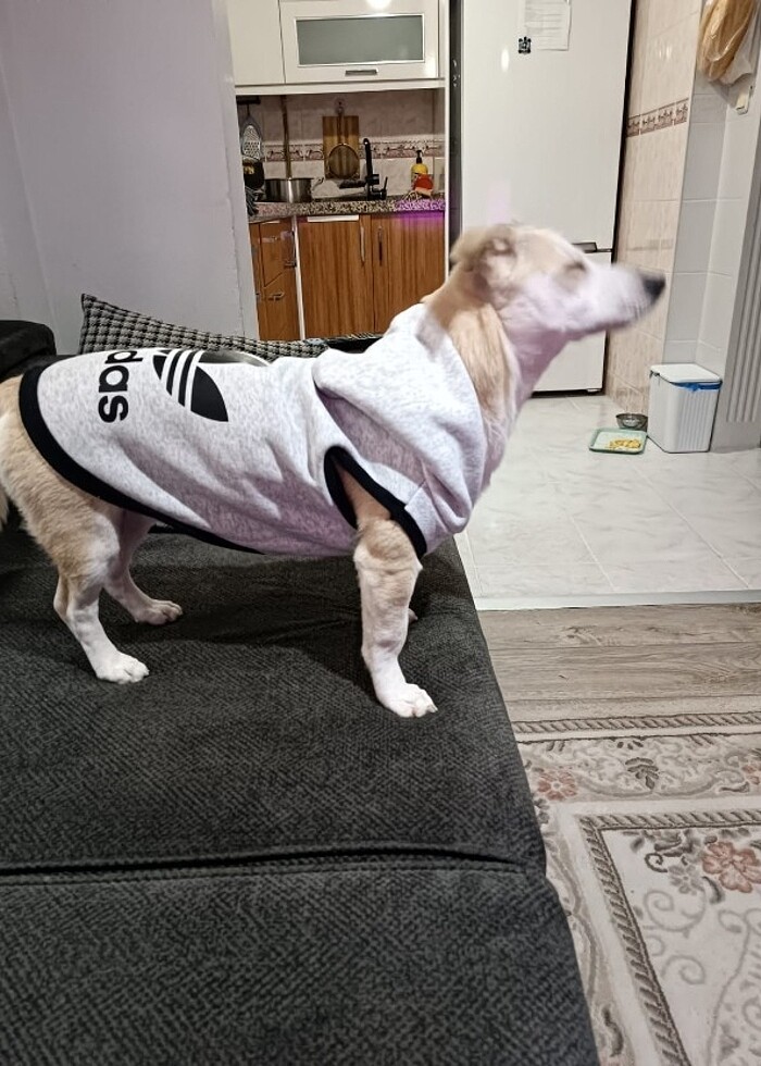 Kedi ve Köpek kıyafetleri kapşonlu sweat - Görsel 3