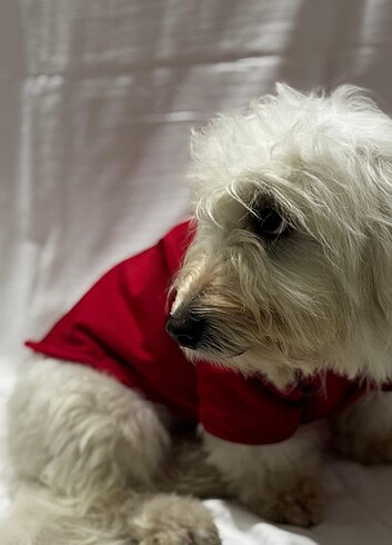 Kedi ve Köpek kıyafetleri  - Görsel 4