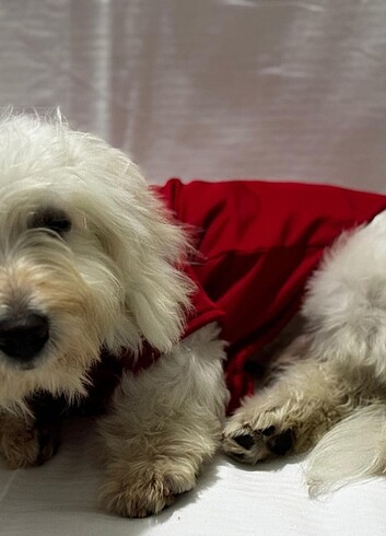 Kedi ve Köpek kıyafetleri  - Görsel 5