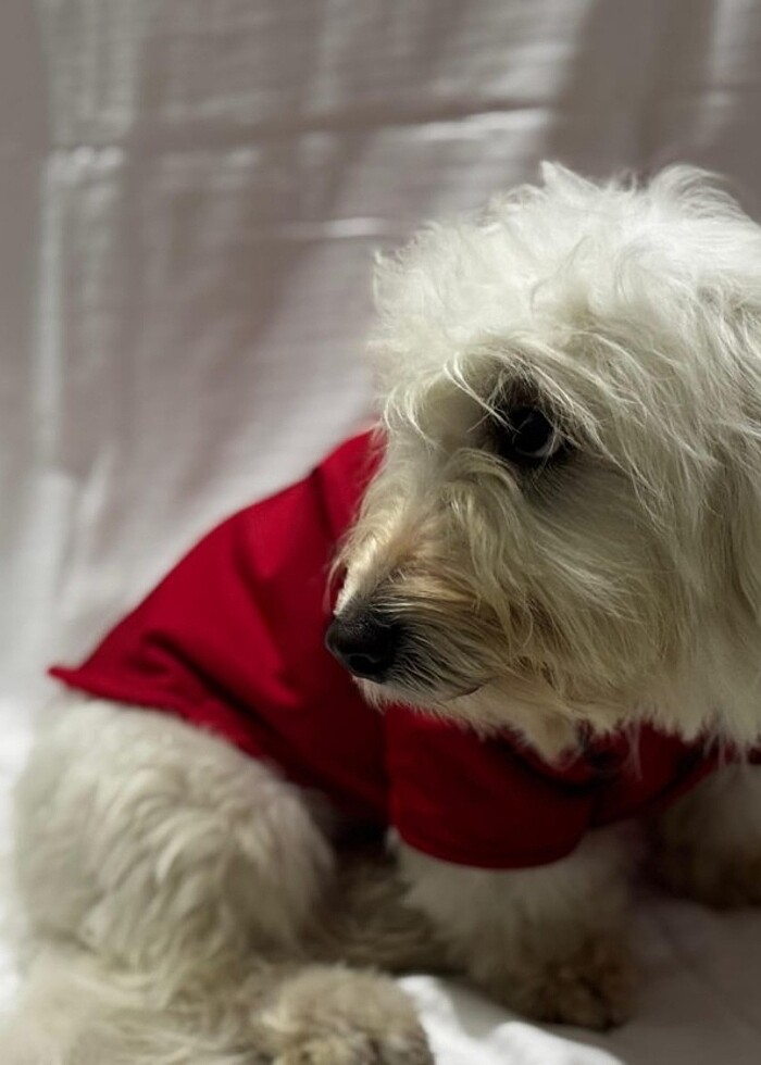 Kedi ve Köpek kıyafetleri  - Görsel 4