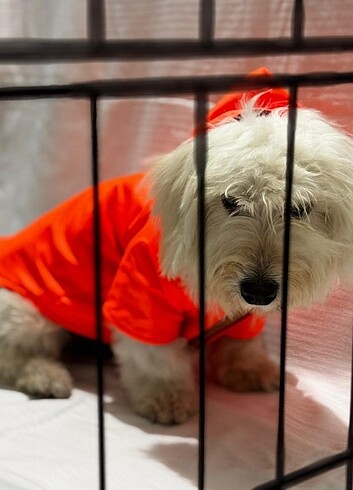 Kedi ve Köpek kıyafetleri  - Görsel 2