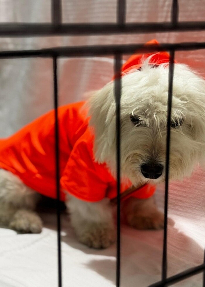 Kedi ve Köpek kıyafetleri  - Görsel 2