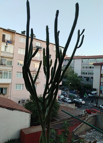 Kaktus