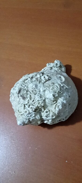 Deniz kabuğu - Görsel 2