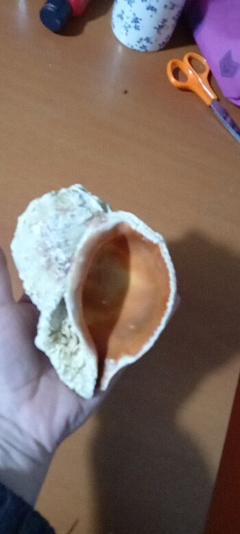 Deniz kabuğu - Görsel 3