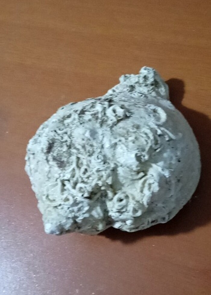 Deniz kabuğu  - Görsel 2