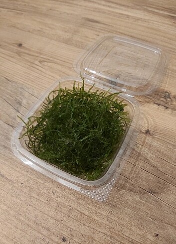 Christmas moss