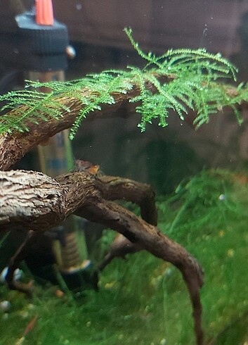 Beden 50cc Christmas moss