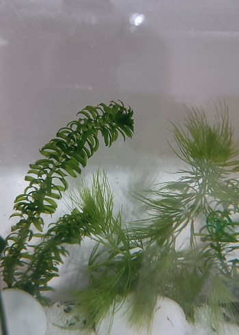  Elodea densa