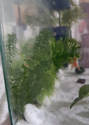  Beden Elodea densa