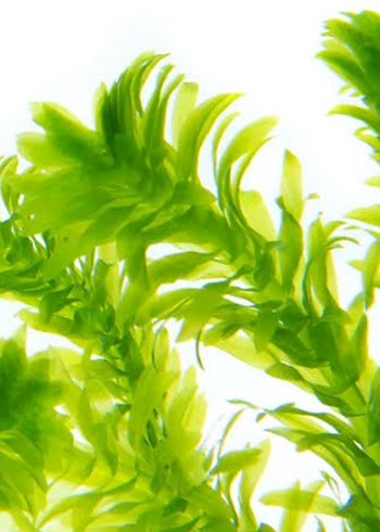 Elodea densa