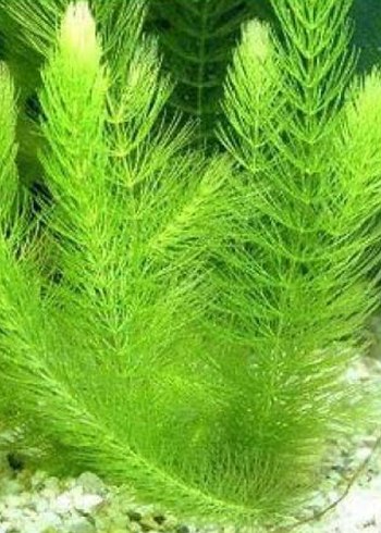 Ceratophyllum demersum/Hornwort