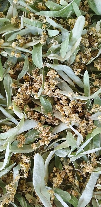 Kuru ıhlamur