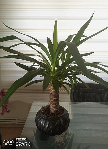 Yucca çiçeği, Yuka çiçeği 