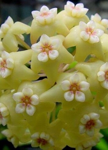 Hoya Pottsii 