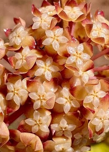 Hoya finlaysoni Epc 318 