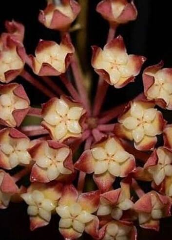 Hoya Finlaysoni Nova 