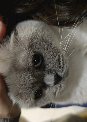 Le sserafim 2 li set - Görsel 7