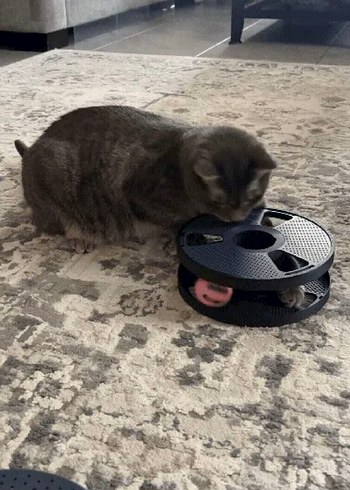 Gri Kedi Oyuncağı Toplu Döner Oyun Seti - Görsel 3