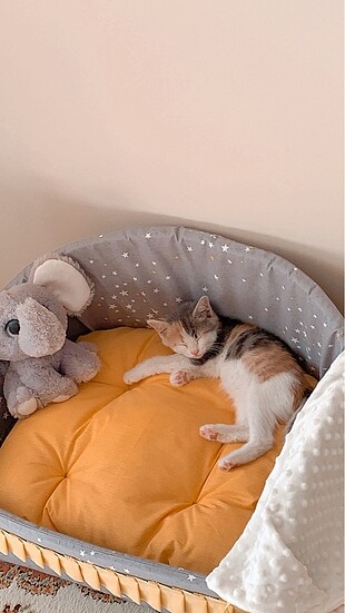 Kedi&köpek yatağı