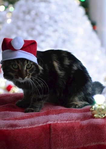 Kedi İçin Noel Şapkası - Görsel 2