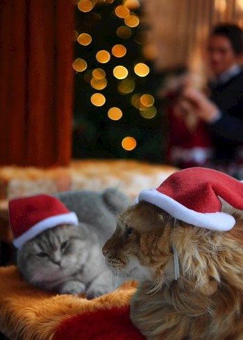 Kedi İçin Noel Şapkası - Görsel 3