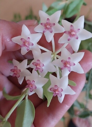 Hoya Bella