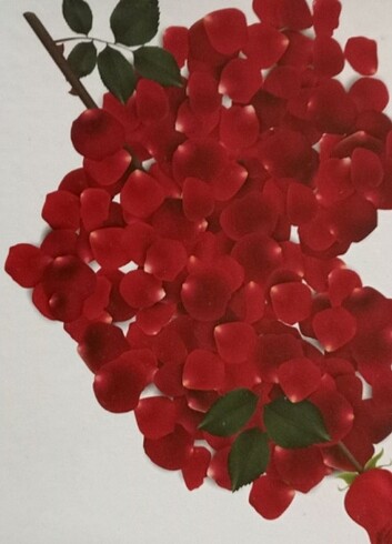 Bayan Hediye Kol Saati Seti - Görsel 4