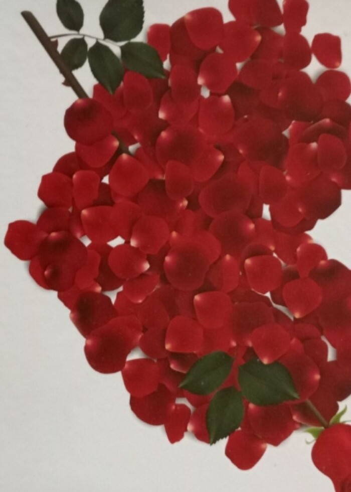 Bayan Hediye Kol Saati Seti - Görsel 4