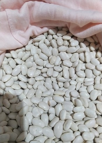 Beyaz Fasulye Taneleri - Görsel 2
