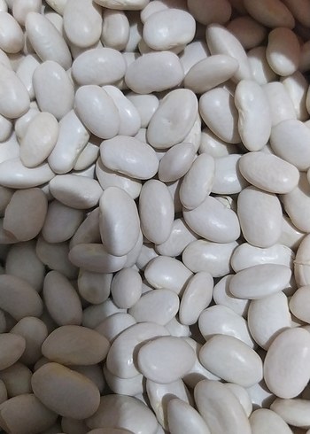 Beyaz Fasulye Taneleri - Görsel 5